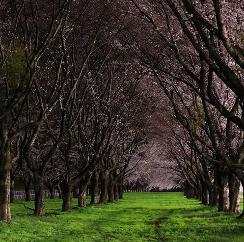 Аромаолія преміум "Темний сад: черешня, солодкі сливи та чорні фіалки". США, "Dark Orchard". Candle Science. 100 г