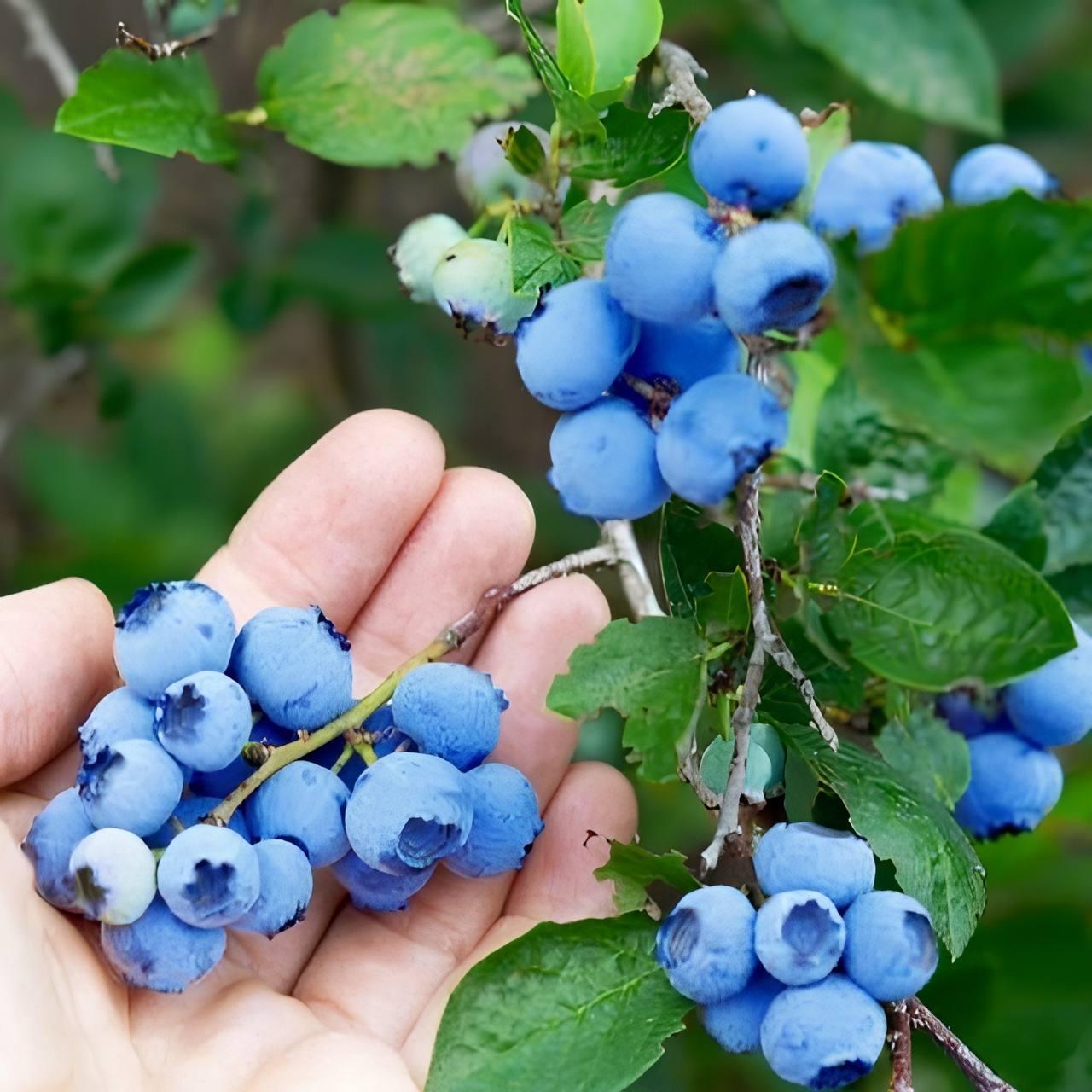 Саджанці Лохини Торо - пізня, крупноплідна, солодка (4-річна) С5, фото 1