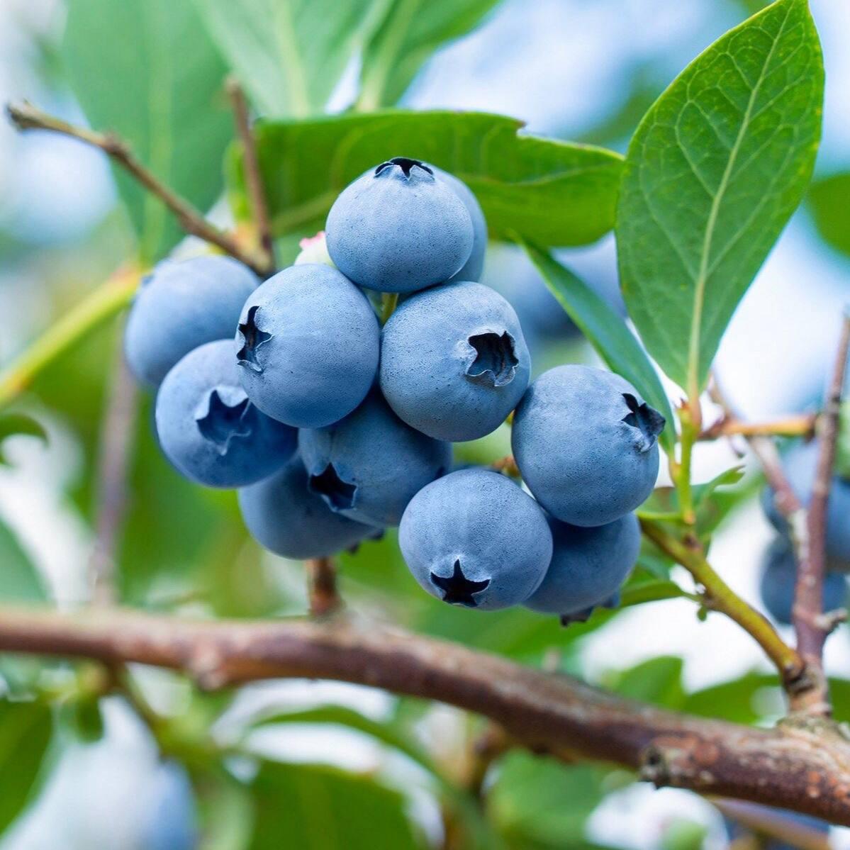 Саджанці Лохини Чендлері - пізня, крупноплідна, транспортабельна (4-річна) С5, фото 1