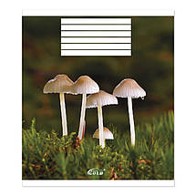 Зошит 24 арк. клітинка "Brisk GOLD" ЛАК / Зачарований ліс, фото 2