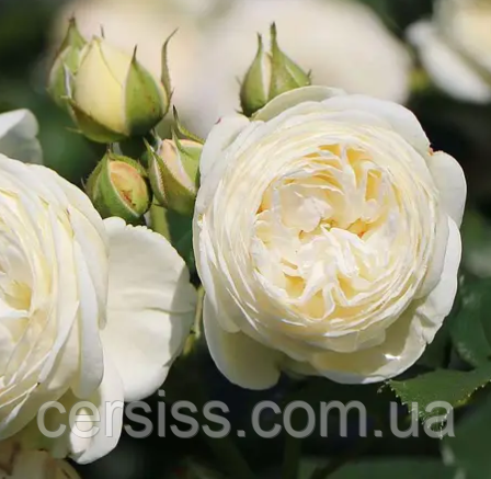Роза Артеміс біла саджанці в горщиках Rosa artemis, фото 1