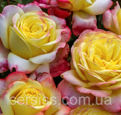 Роза ювілей Кордесса саджанці в горщиках Rose Kordes Jubilee, фото 1