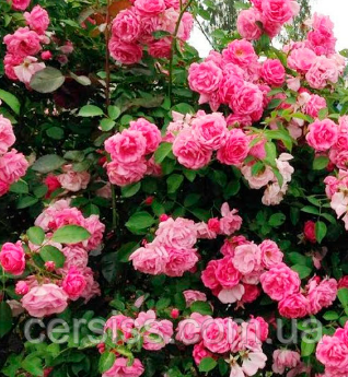 Роза плетиста рожева Лавінія Rosa Lavinia, фото 1