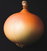 Цибуля сівок Бріджер F1 (Broer) Нідерланди