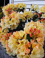 Рододендрон Horizon Monarch (Горизонт Монарх) гор с5  н 30см