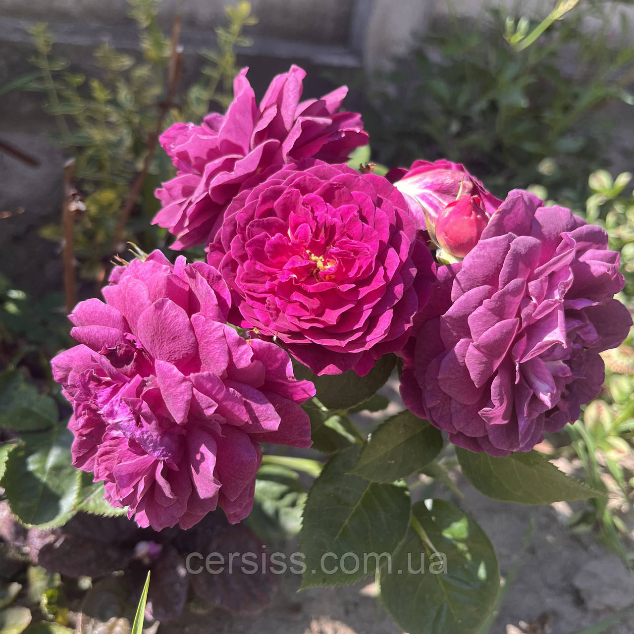 Роза Пурпл Еден Ебб Тайд фіолетова Ebb Tide Purple Eden, фото 1
