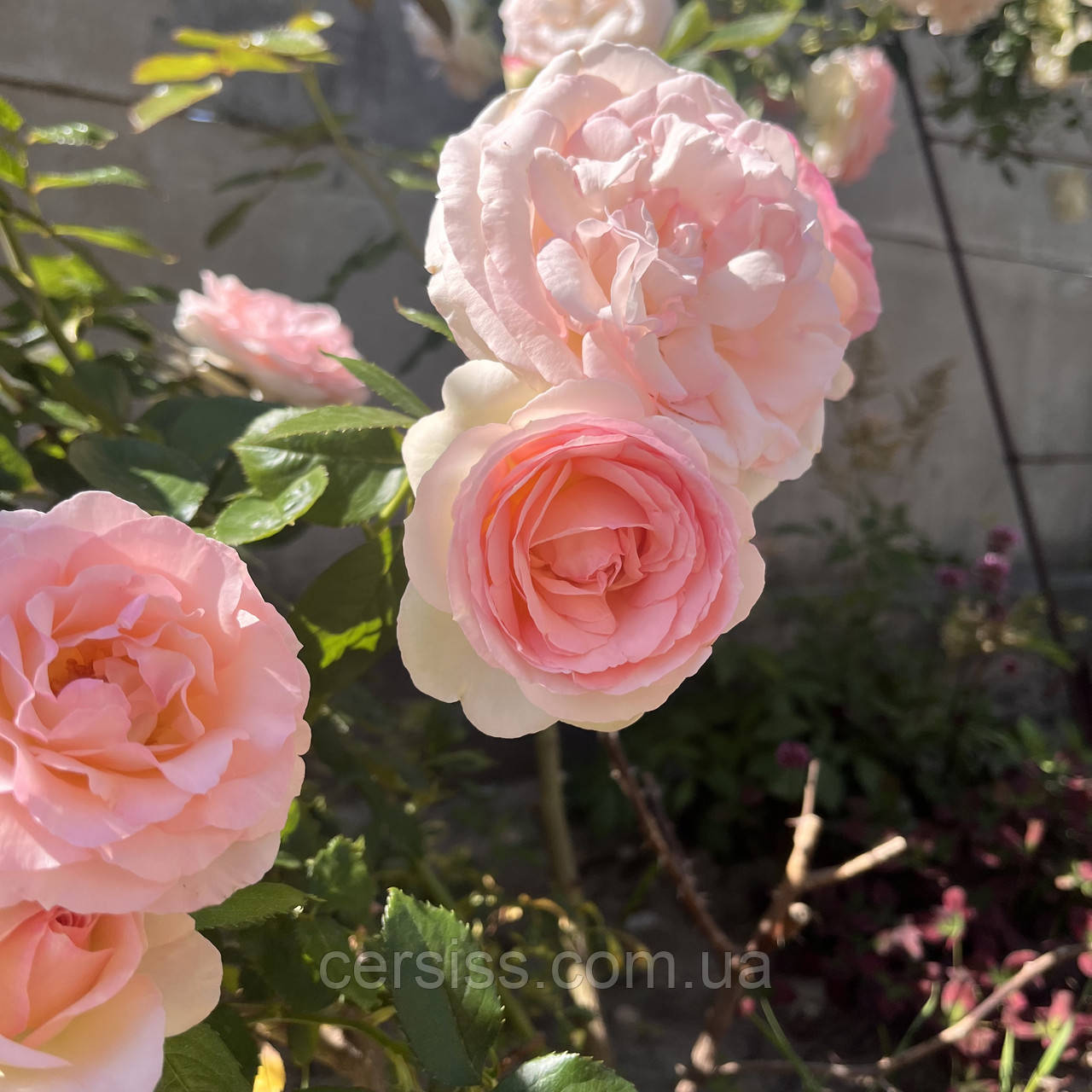 Роза плетиста Пьєр де Ронсар, Еден Роуз, Eden Rose, Pierre de Ronsard