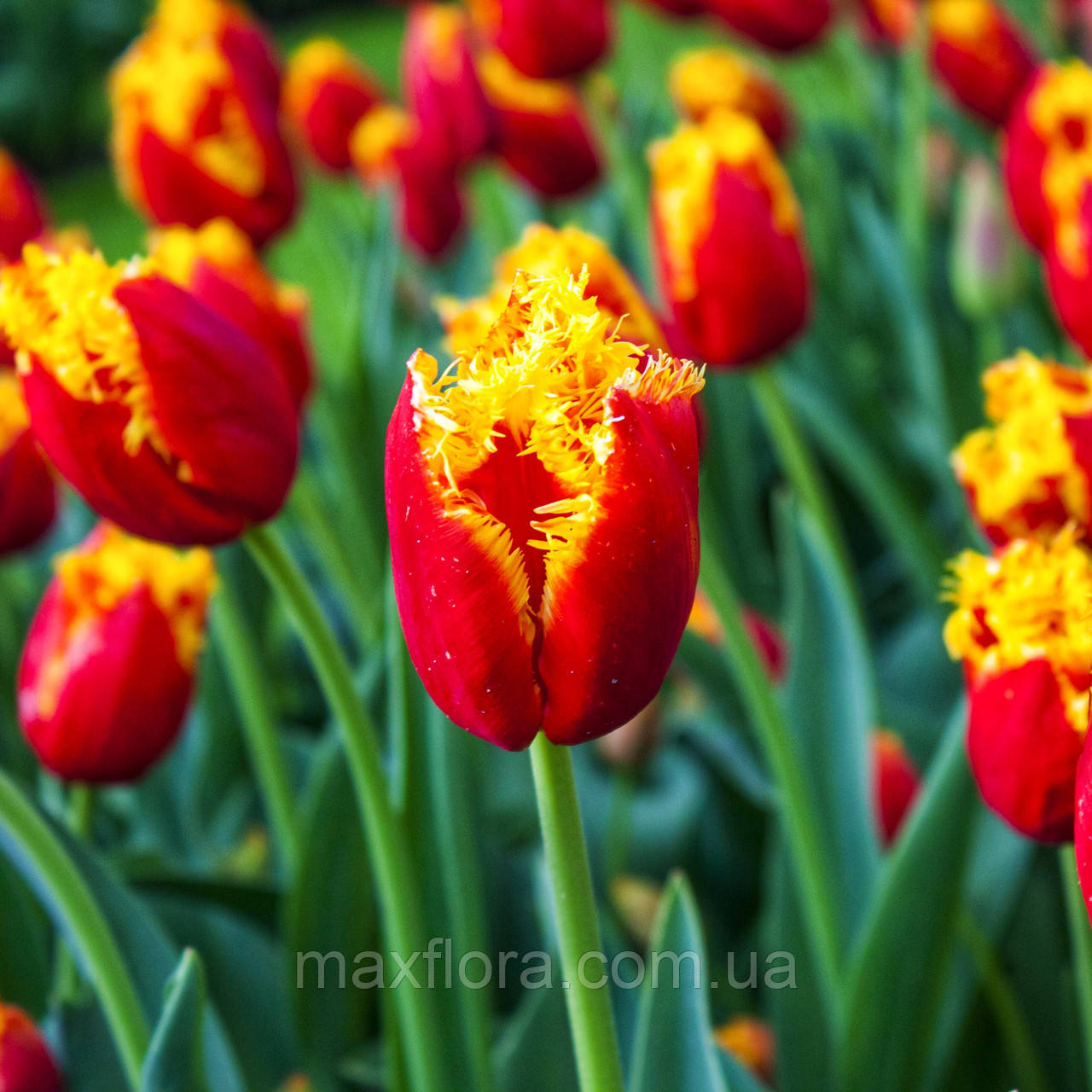 Тюльпан Davenport 14/+, фото 1