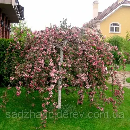 Саджанці яблунь Роялті» (Malus 'Royalty') на штамбі "Райська яблуня"