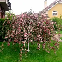 Саджанці яблунь Роялті» (Malus 'Royalty') на штамбі "Райська яблуня"