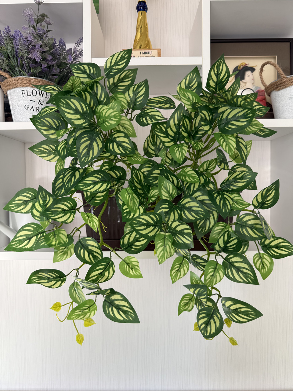 Маранта декоративна (штучна ампельна рослина), фото 1