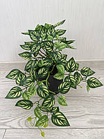 Маранта декоративна (штучна ампельна рослина), фото 7