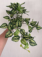 Маранта декоративна (штучна ампельна рослина), фото 9