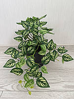 Маранта декоративна (штучна ампельна рослина), фото 10