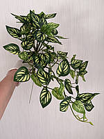 Маранта декоративна (штучна ампельна рослина), фото 3