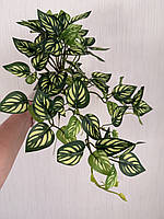 Маранта декоративна (штучна ампельна рослина), фото 6