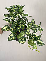 Маранта декоративна (штучна ампельна рослина), фото 5