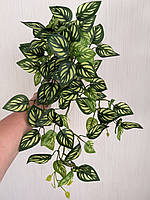 Маранта декоративна (штучна ампельна рослина), фото 8