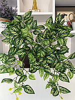 Маранта декоративна (штучна ампельна рослина), фото 2