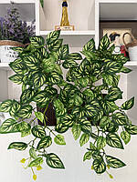 Маранта декоративна (штучна ампельна рослина), фото 4
