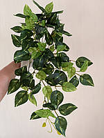 Штучний філодендрон / потос ампельний ( латекс , 50 см ), фото 7