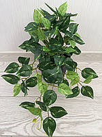 Штучний філодендрон / потос ампельний ( латекс , 50 см ), фото 9
