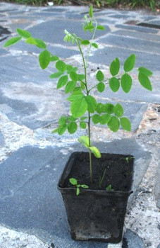 Софора японська. 0.5 л., фото 1