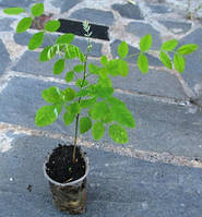 Софора японська. Д5.