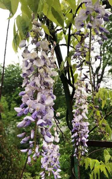 Вістерія (Гліцинія) 0.5 л., фото 1