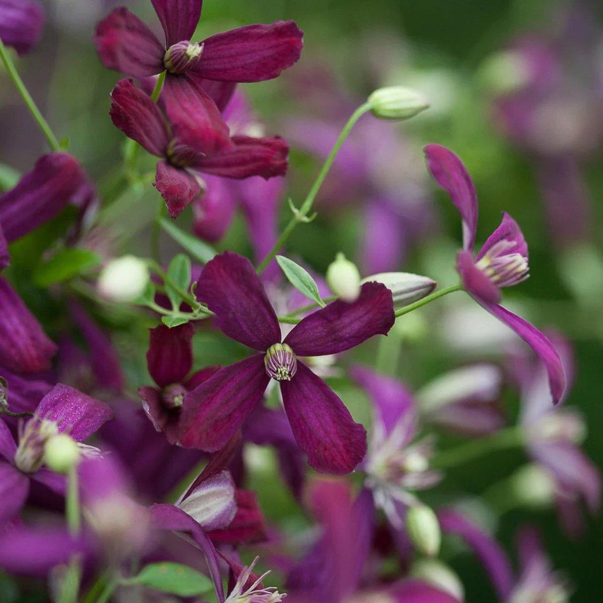 Клематис Світ Саммер Лав / С2 / Clematis Sweet Summer Love