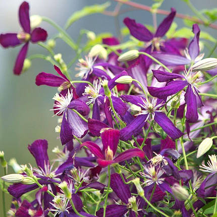 Клематис Світ Саммер Лав / С2 / Clematis Sweet Summer Love, фото 2