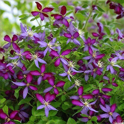 Клематис Світ Саммер Лав / С2 / Clematis Sweet Summer Love, фото 3