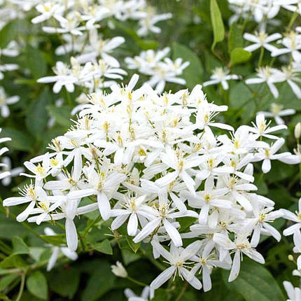 Клематис Стеллар / С2 / Clematis Stellar, фото 1