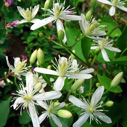 Клематис Стеллар / С2 / Clematis Stellar, фото 2