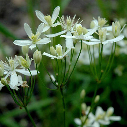 Клематис Стеллар / С2 / Clematis Stellar, фото 3