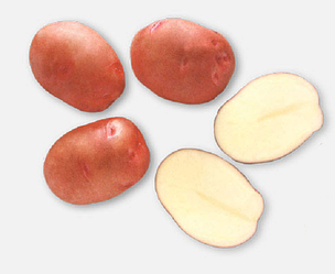 Картопля насіннєва Маргаріта Клас А 25кг Agroplant Нідерланди