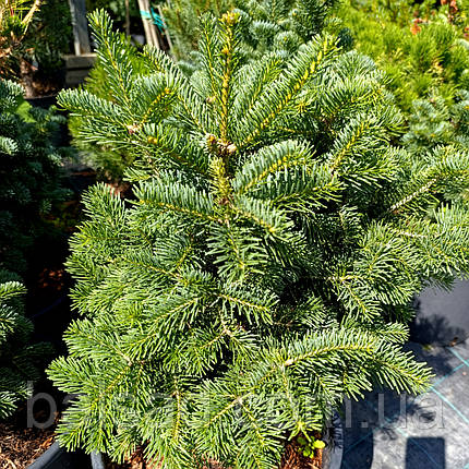 Ялиця субальпійська Грін Глоб / С20 / h 40-50 / Abies Green Globe, фото 1