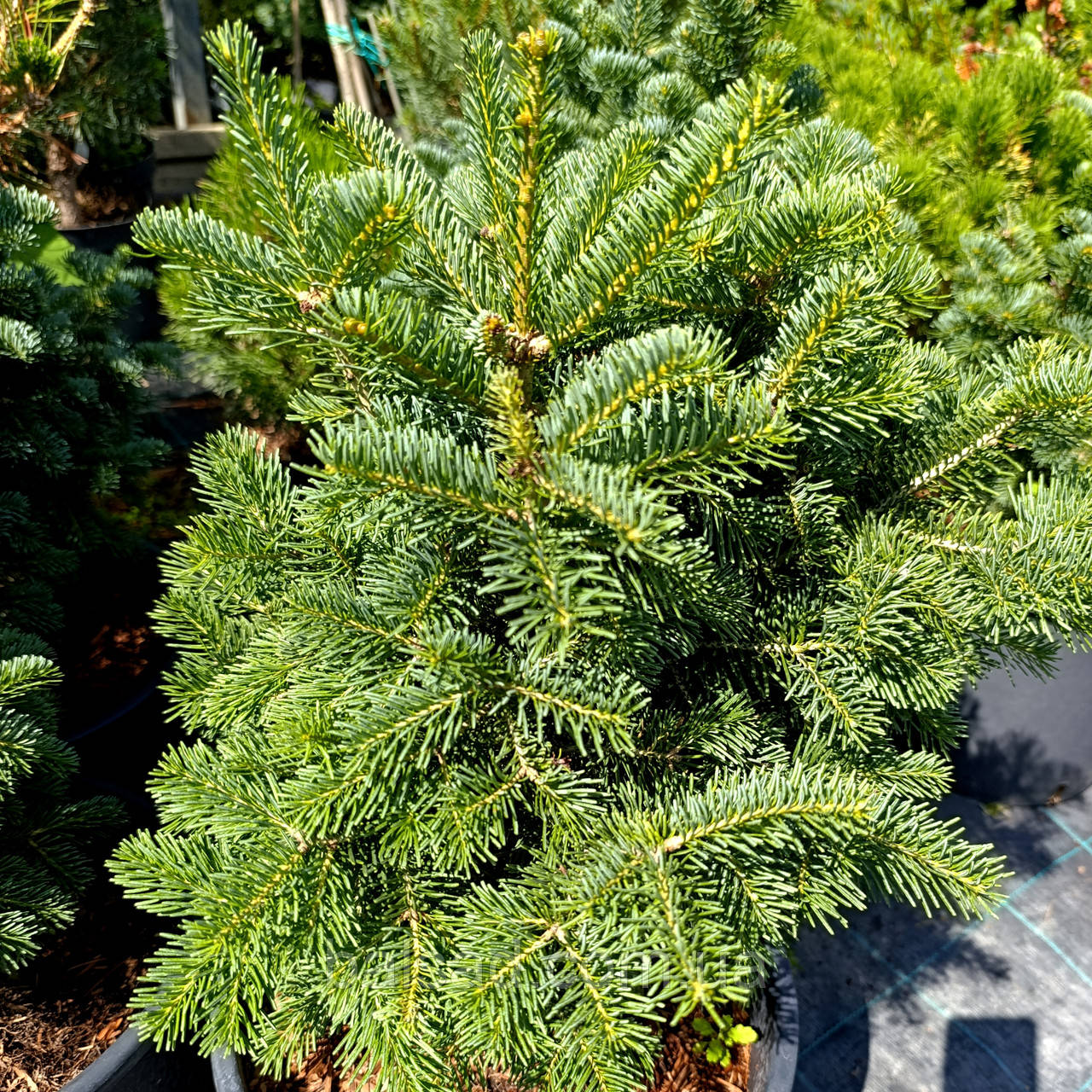 Ялиця субальпійська Грін Глоб / С20 / h 40-50 / Abies Green Globe