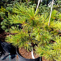 Сосна японська Луї​ / С10 / h 40-50 / Pinus parviflora Louie, фото 5
