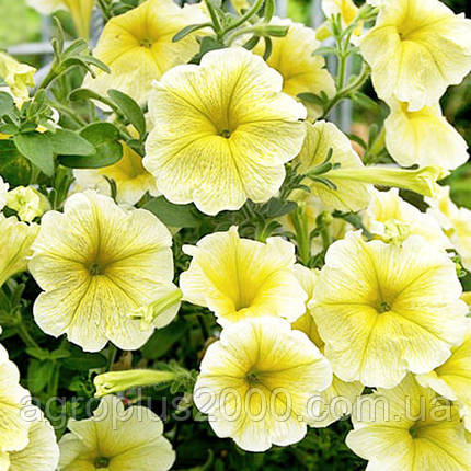 Насіння Петунія ампельна крупноквіткова Лавина Жовта зірка F1, 20 насінин Агропак, фото 1