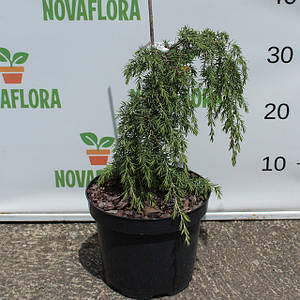 Ялівець звичайний 'Хорстманн / Horstmann' 3л 20-30см