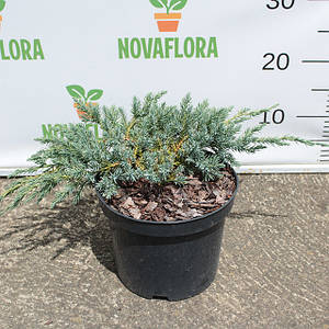 Ялівець лускатий 'Blue Carpet' 30-40см