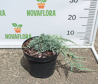 Ялівець горизонтальний 'Вілтоні / Wiltonii' 3л 30-40см