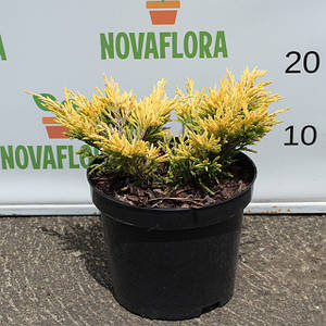 Ялівець горизонтальний 'Лайм Глоу / Lime Glow' 3л 20-30см