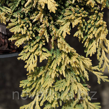 Ялівець горизонтальний 'Голден Карпет / Golden Carpet' 3л 20-30см, фото 3