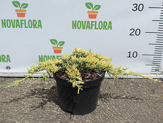 Ялівець горизонтальний 'Голден Карпет / Golden Carpet' 3л 20-30см