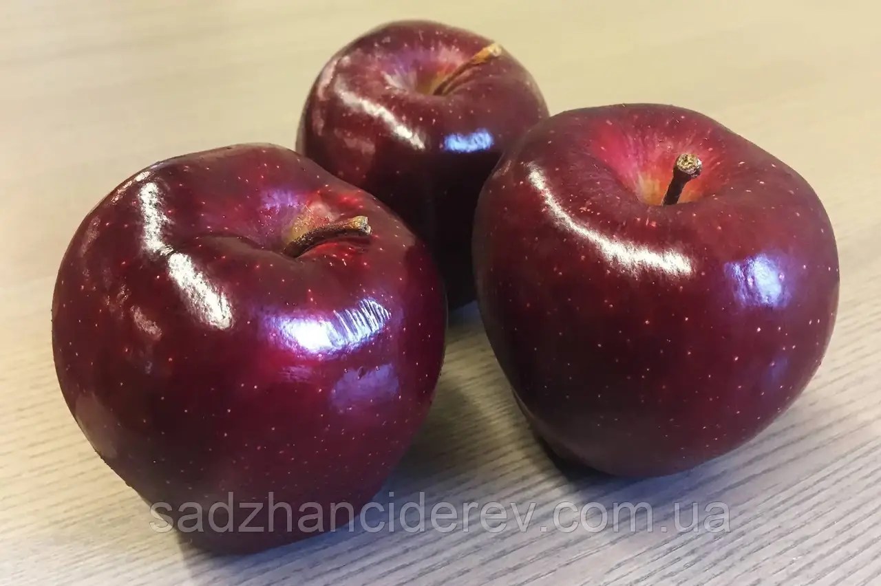 Саджанці яблунь Голубка, фото 1