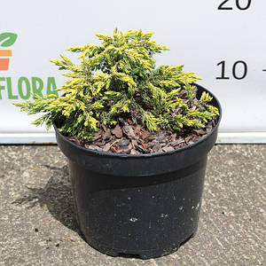 Ялівець середній 'Хольгер/ Holger' 3л 20-30см