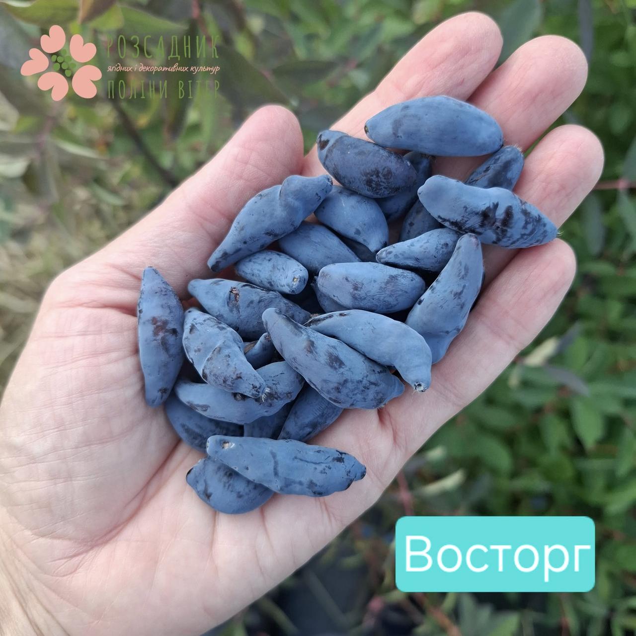 Саджанці жимолості Восторг (1.5 року, контейнер 1.5л), фото 1