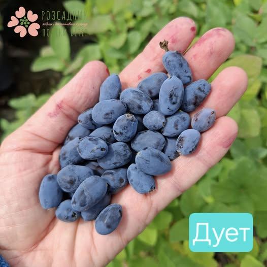 Саджанці жимолості Дует (3 роки, контейнер 3л), фото 1